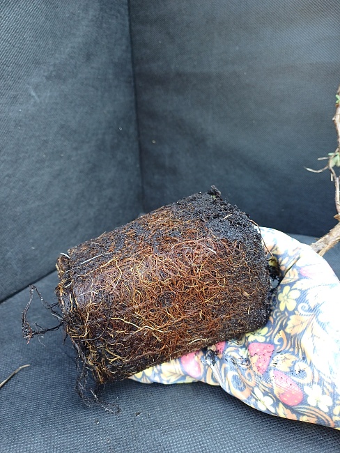 Лапчатка (Курильский чай) Тильфорд Крим 1 шт Р9